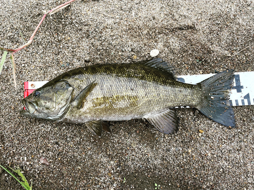 スモールマウスバスの釣果