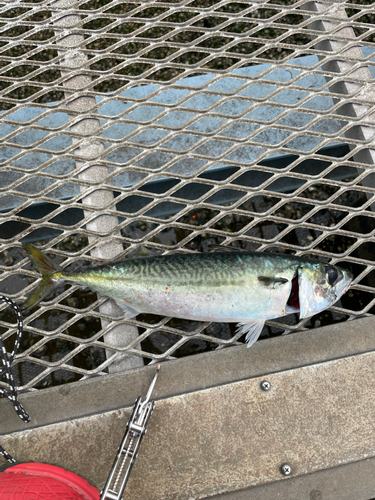 サバの釣果