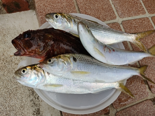 コノシロの釣果