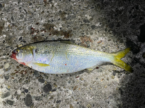 コノシロの釣果