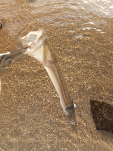 アオヤガラの釣果