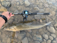 ニゴイの釣果