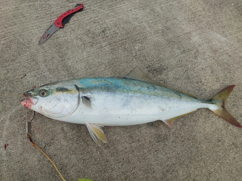 ワラサの釣果