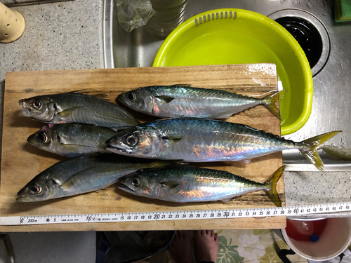 アジの釣果