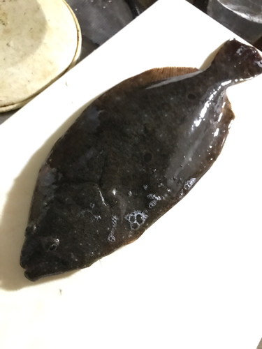 ソゲの釣果