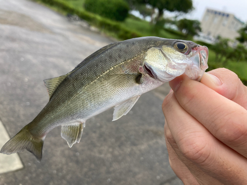 若狭湾の釣果 - アングラーズ  釣果500万件の魚釣り情報サイト