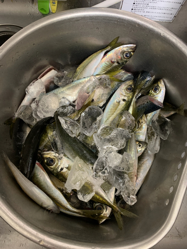 アジの釣果