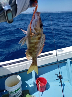 ハマフエフキダイの釣果