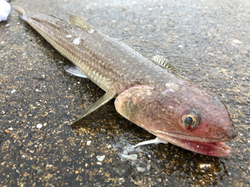 エソの釣果