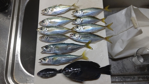 アジの釣果