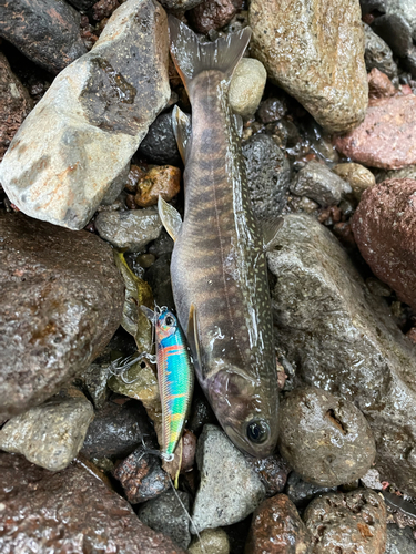 イワナの釣果