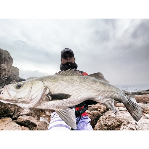 ヒラスズキの釣果