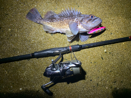 クロソイの釣果