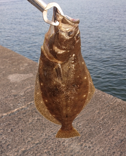 ソゲの釣果