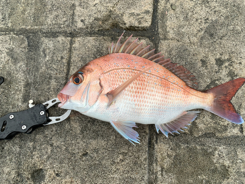 マダイの釣果