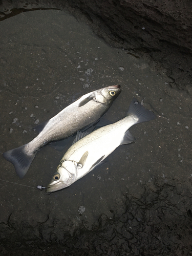 セイゴ（ヒラスズキ）の釣果