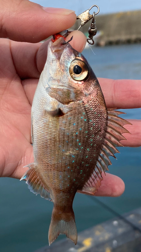 チャリコの釣果