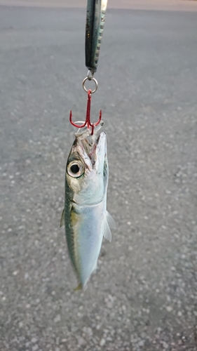 サバの釣果