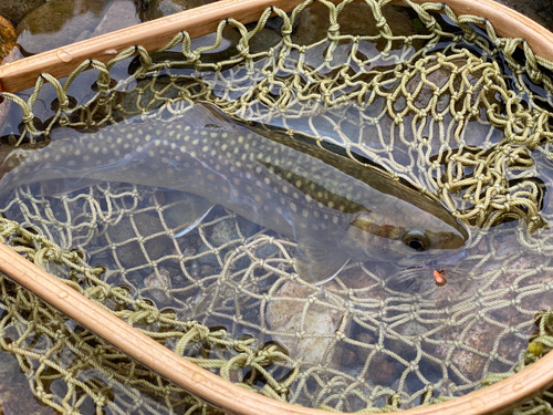 イワナの釣果