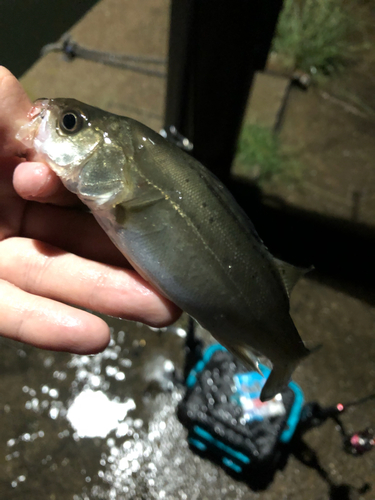 セイゴ（マルスズキ）の釣果