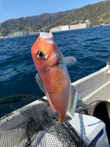 アマダイの釣果