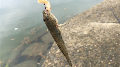 マハゼの釣果