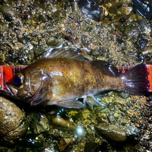 メバルの釣果