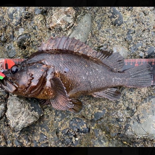 ムラソイの釣果