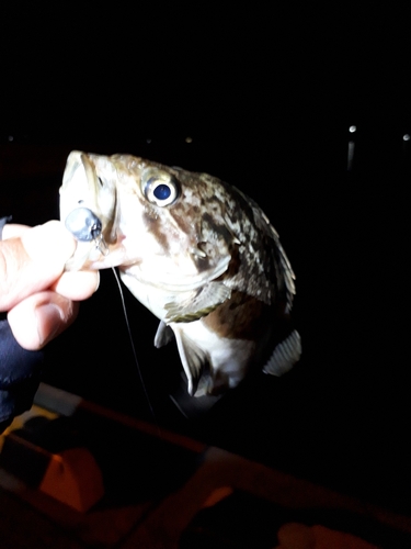 ソイの釣果