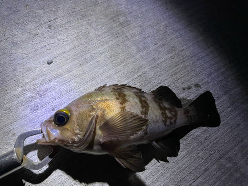 メバルの釣果