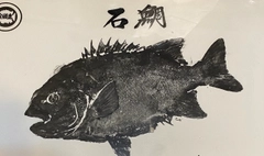 イシダイの釣果