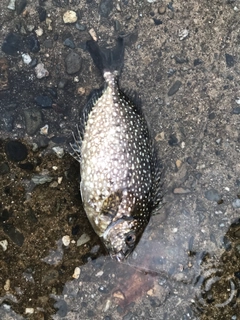 アイゴの釣果