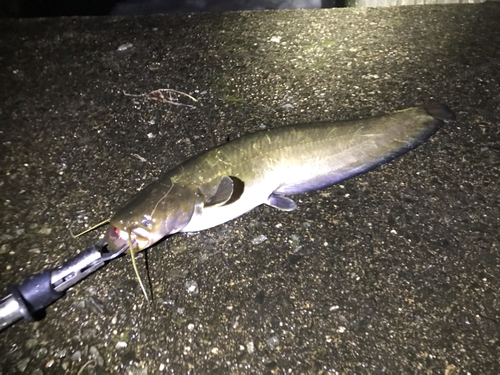 マナマズの釣果