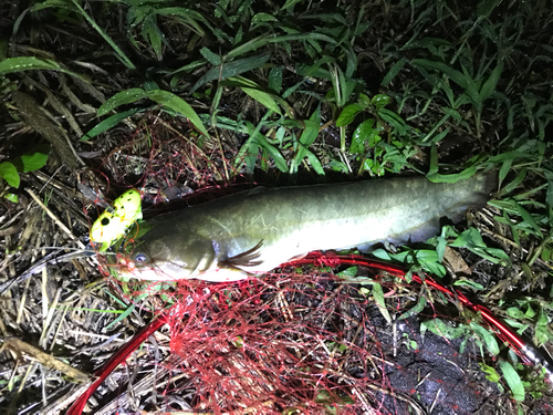 マナマズの釣果