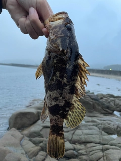 タケノコメバルの釣果
