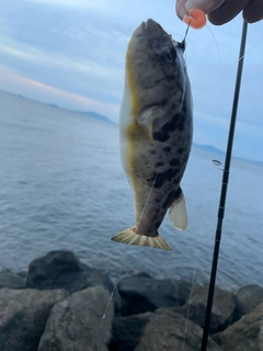 クサフグの釣果