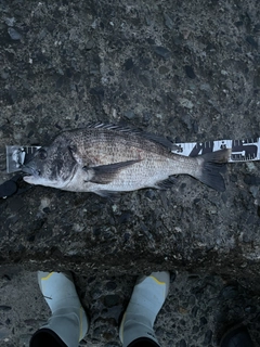 クロダイの釣果