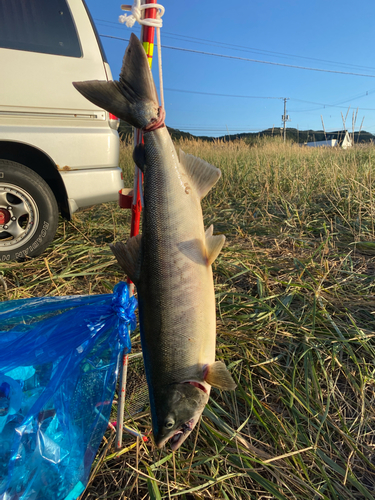 アキアジの釣果