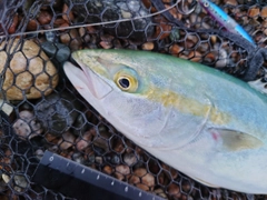 ツバイソの釣果