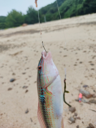 キュウセンの釣果