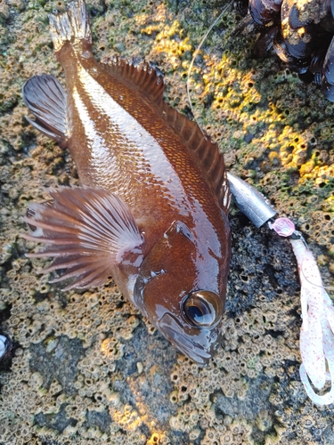 エゾメバルの釣果