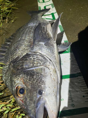 チヌの釣果