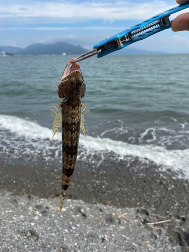 エソの釣果