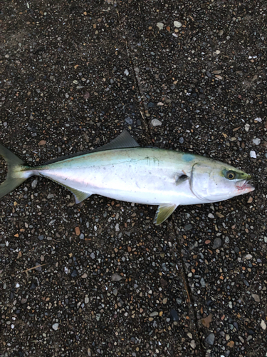 ハマチの釣果