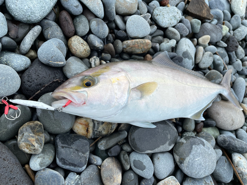 ショゴの釣果