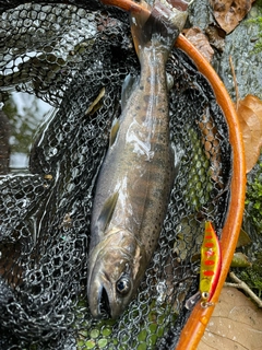 ヤマメの釣果