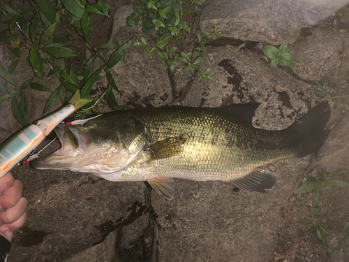 ブラックバスの釣果