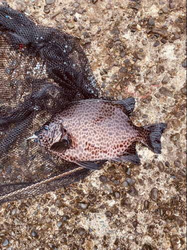 イシガキダイの釣果