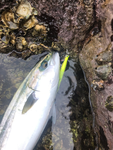 ブリの釣果