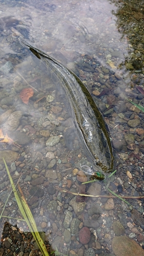 ライギョの釣果